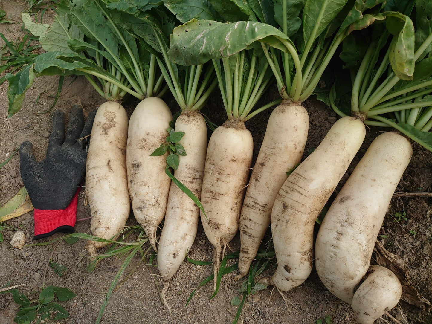 二澳自家製糖醋蘿蔔絲|Yi O Homemade Sweet and Sour Shredded Radish (30g)