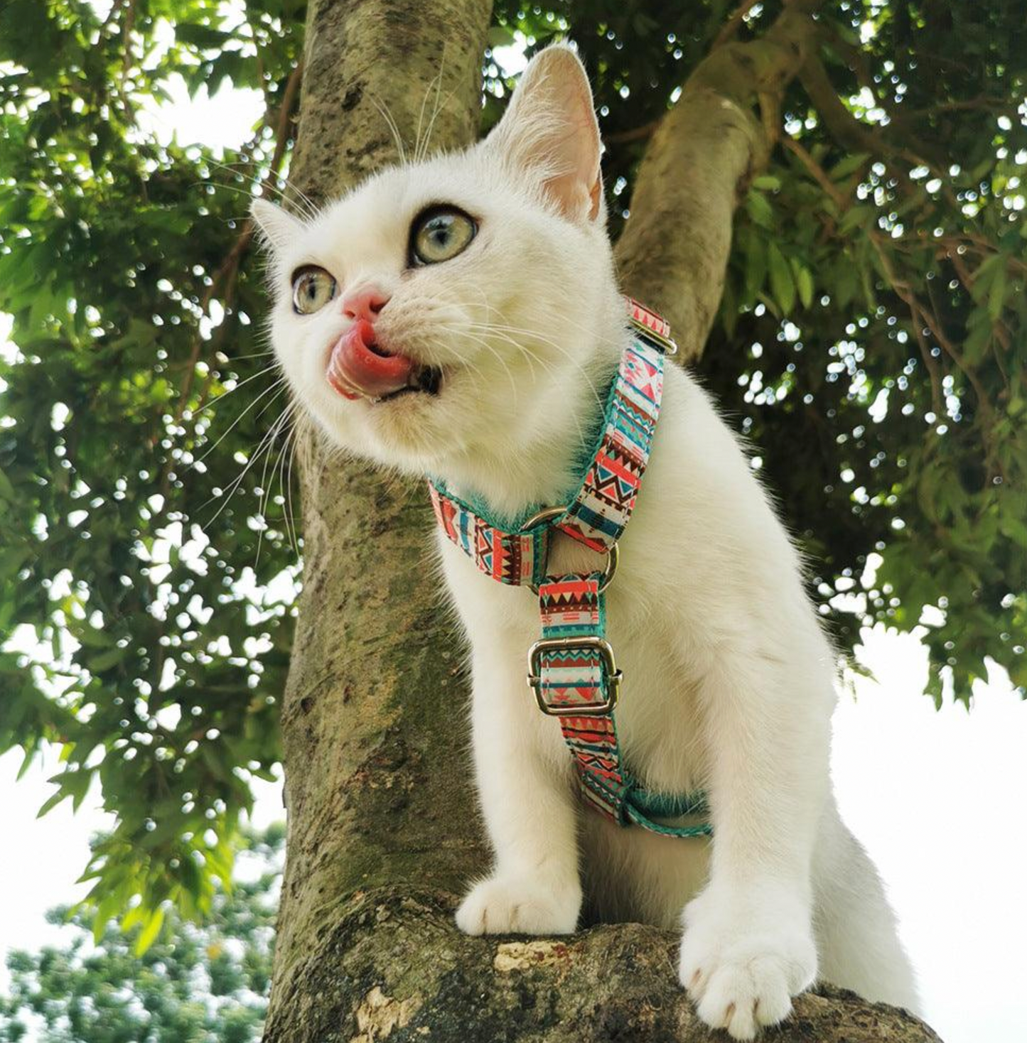 Pawsome Pets - Step in Harness (Tropical) (Bundle Set - 2 Pieces)