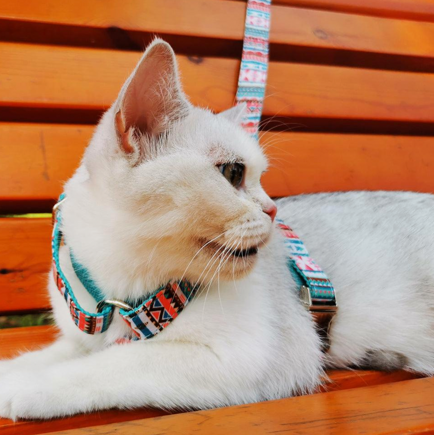 Pawsome Pets - Step in Harness (Tropical) (Bundle Set - 2 Pieces)